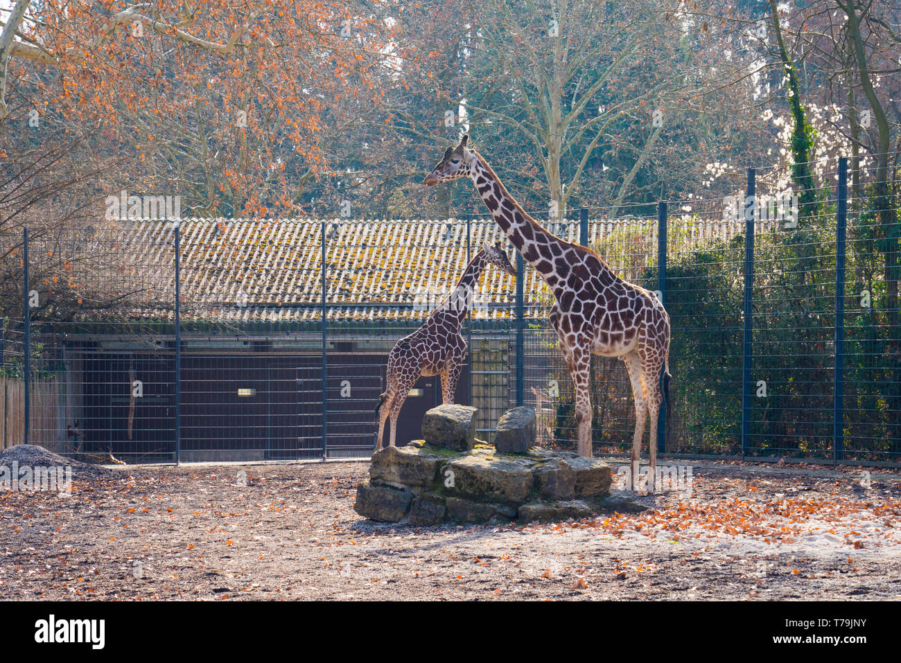 Zwei Giraffen nach einander in Stuttgart ZOO Stockfoto