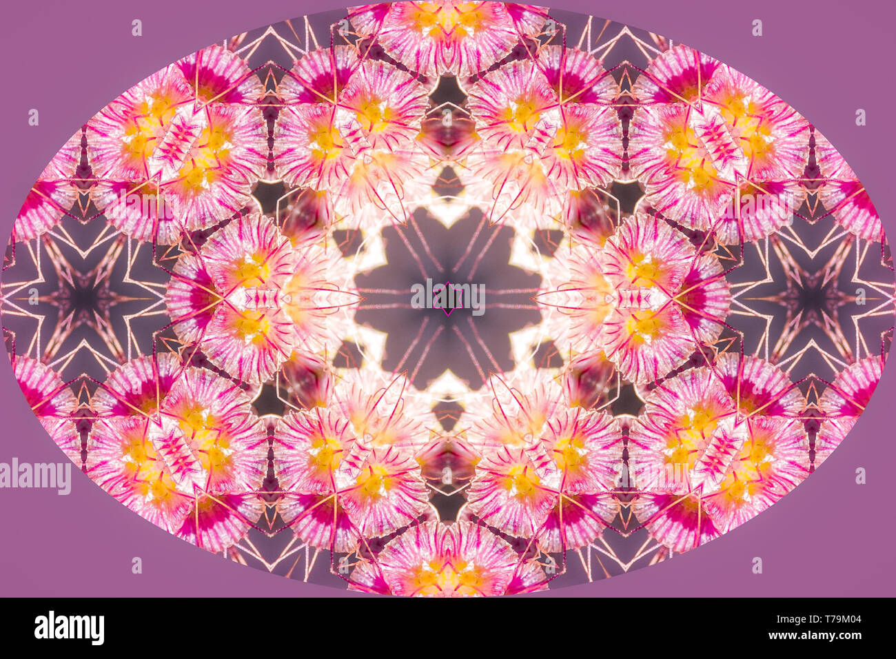Rosige Blumen gespiegelt versechsfacht Meditation Mandala Stockfoto