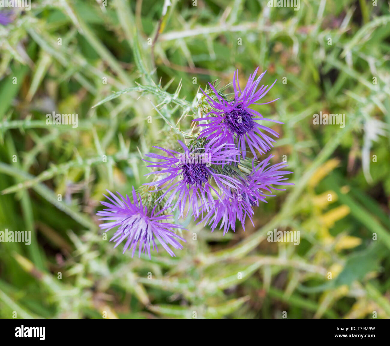 Blumen oder Cynara Cardunculus Cardoon Stockfoto