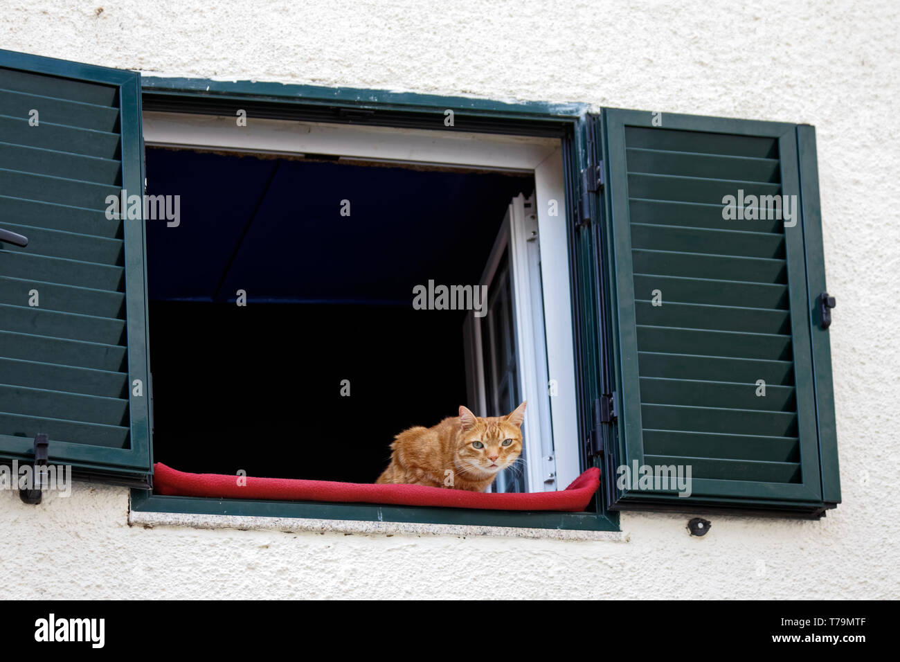 Orange tabby Katze, oberen Fenster, direkt am Ufer, rote Decke, grünen Fensterläden, Haustier, Tier, Katze, PR, horizontal Stockfoto