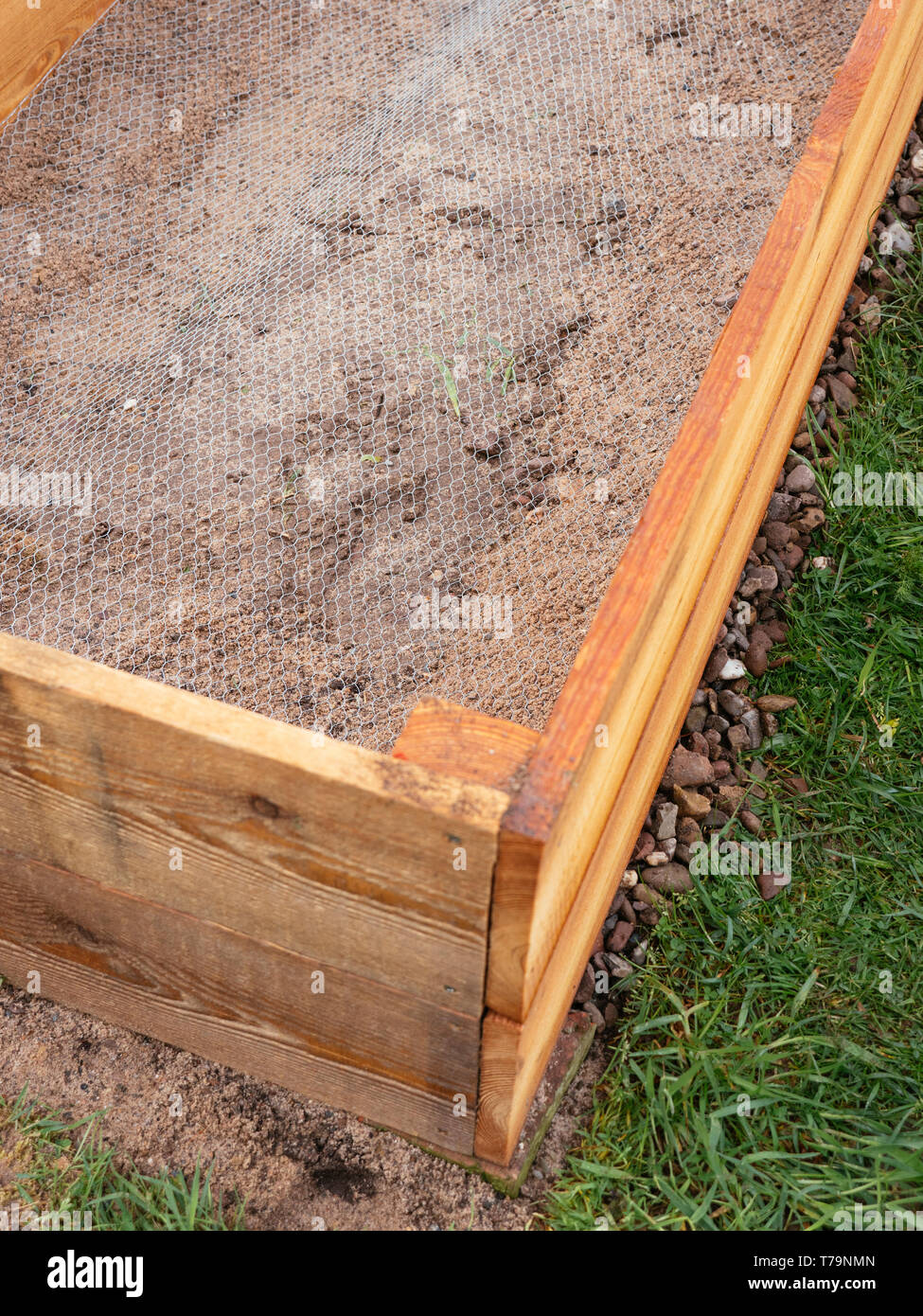 Erhöhtes Bett mit Hühnerdraht gefüttert, um Gopher, Wühlmäuse und Maulwürfe draußen zu halten. Stockfoto