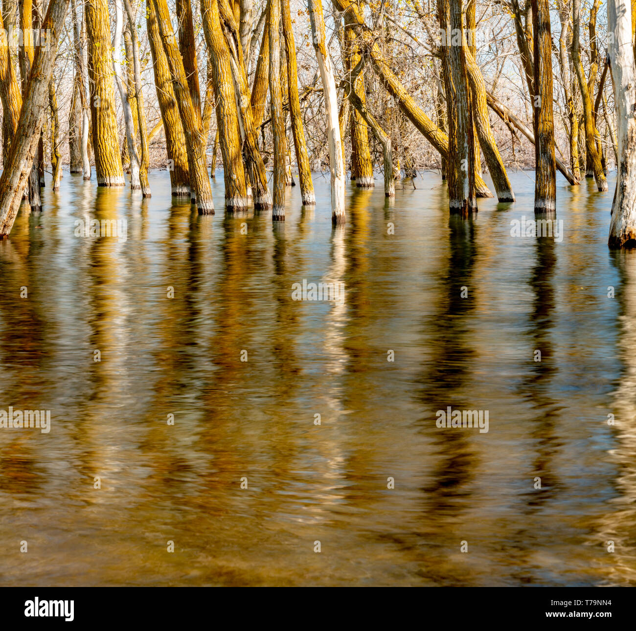 Baum Reflexion mit Wellen und warmen Farben in einem überfluteten Wald Stockfoto