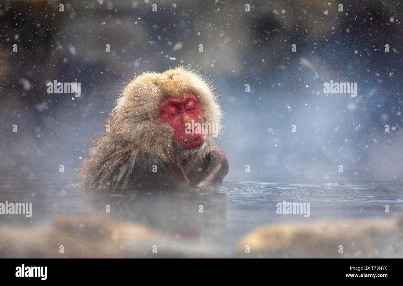 Snow Monkey Stockfoto