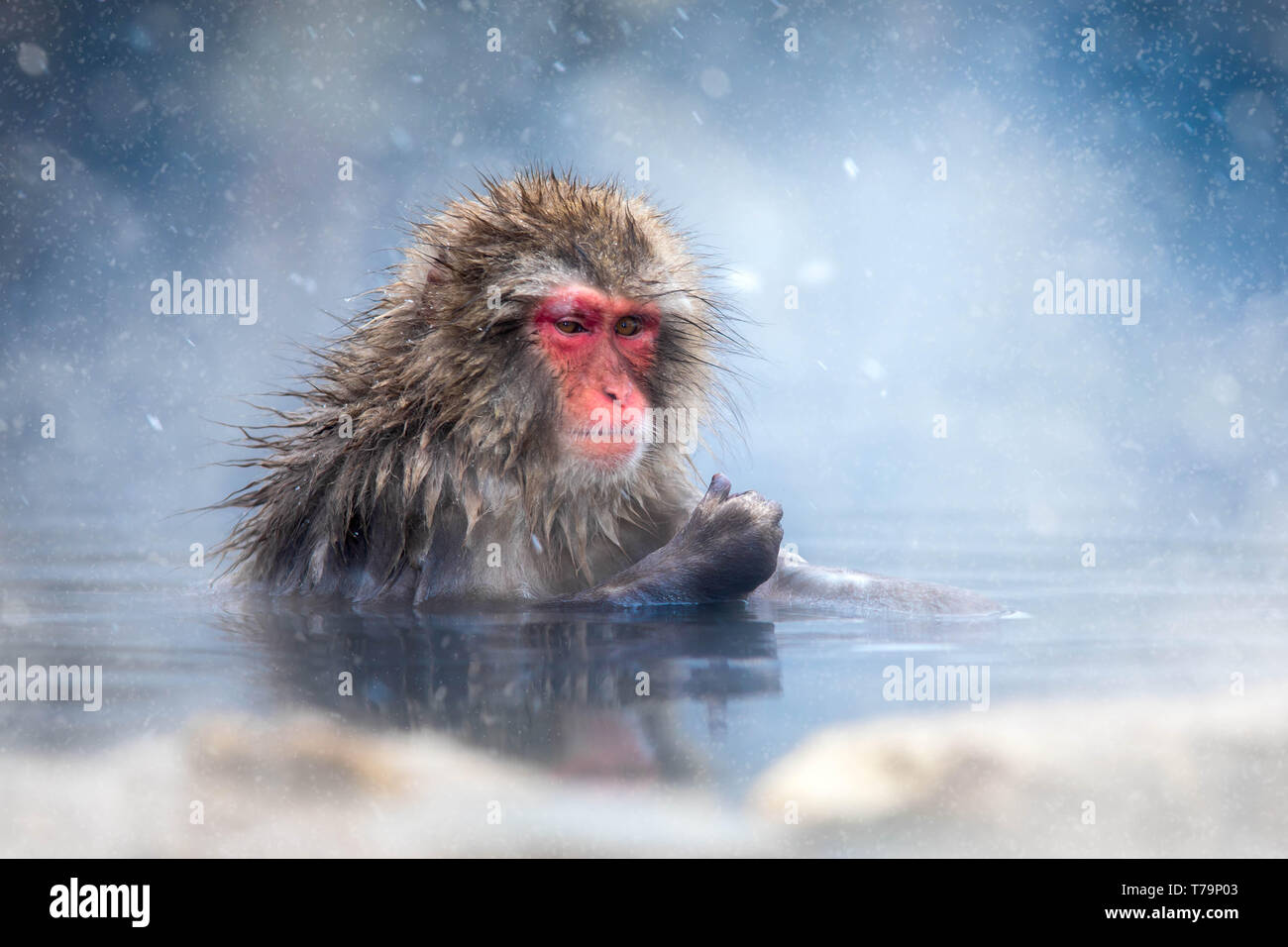 Snow Monkey Stockfoto