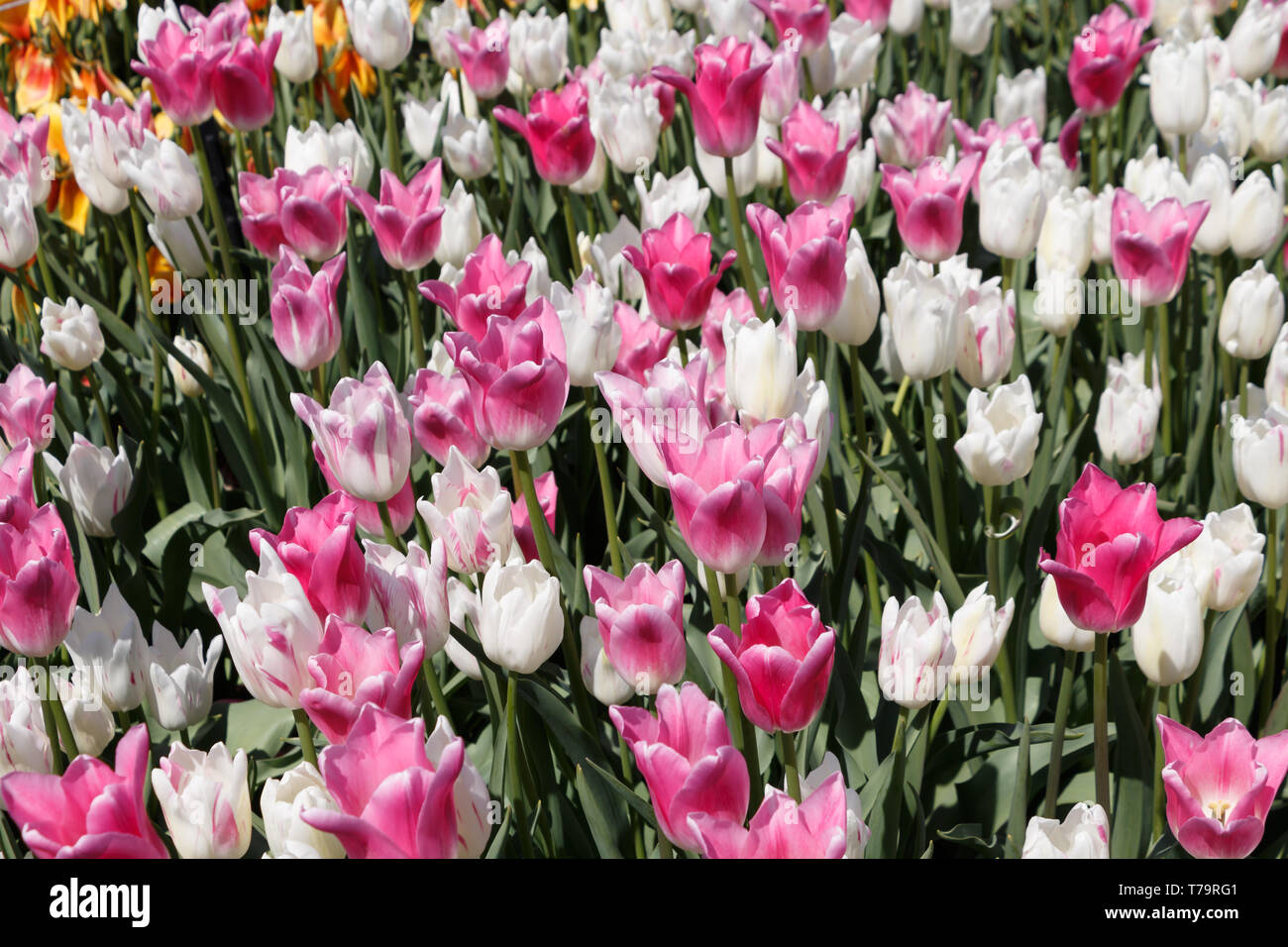 Rosa und weissen Akropolis Tulip Blumen Stockfoto