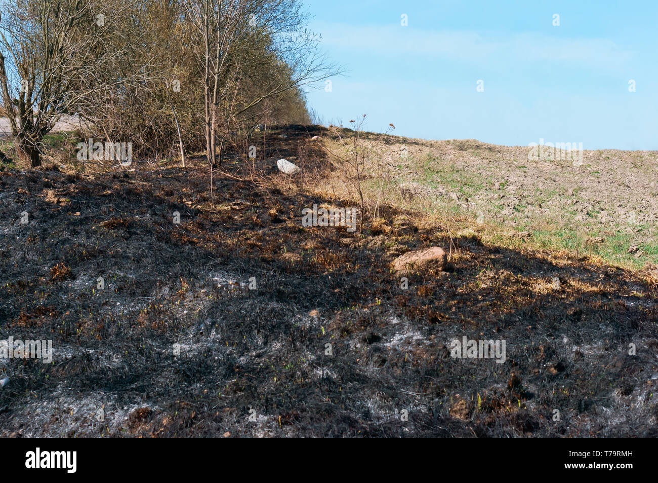 Brennende Gras auf dem Feld, brennende Feld Gras im letzten Jahr Stockfoto