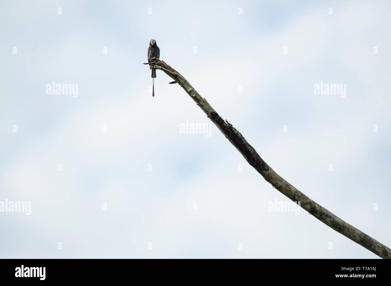 Vogel auf einem Zweig mit einem fast weißen Hintergrund Stockfoto