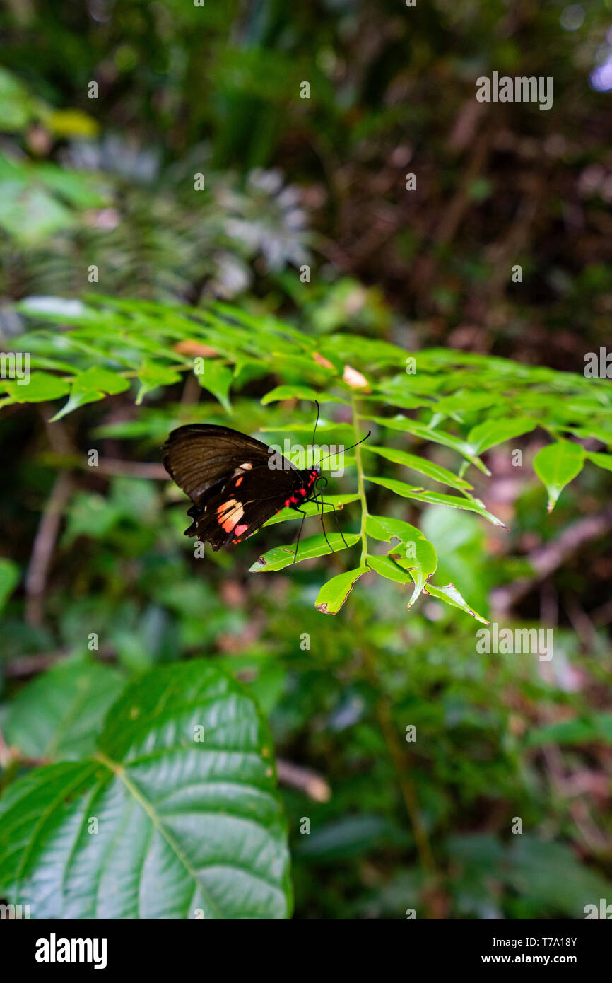 Blumen von Mata Atlantica Wald, Iporanga, Brasilien Stockfoto