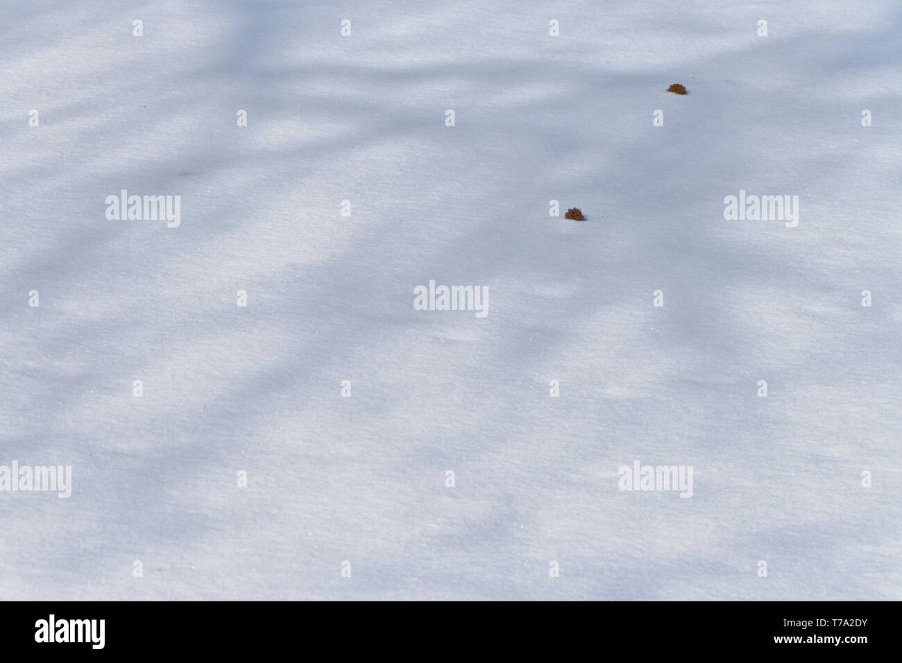 Der Schatten der Äste über Gummi Kugeln auf dem zugefrorenen See am January-Wabash Park (Ferguson, Missouri) nach einigen Schneefall an einem Wintermorgen. Stockfoto