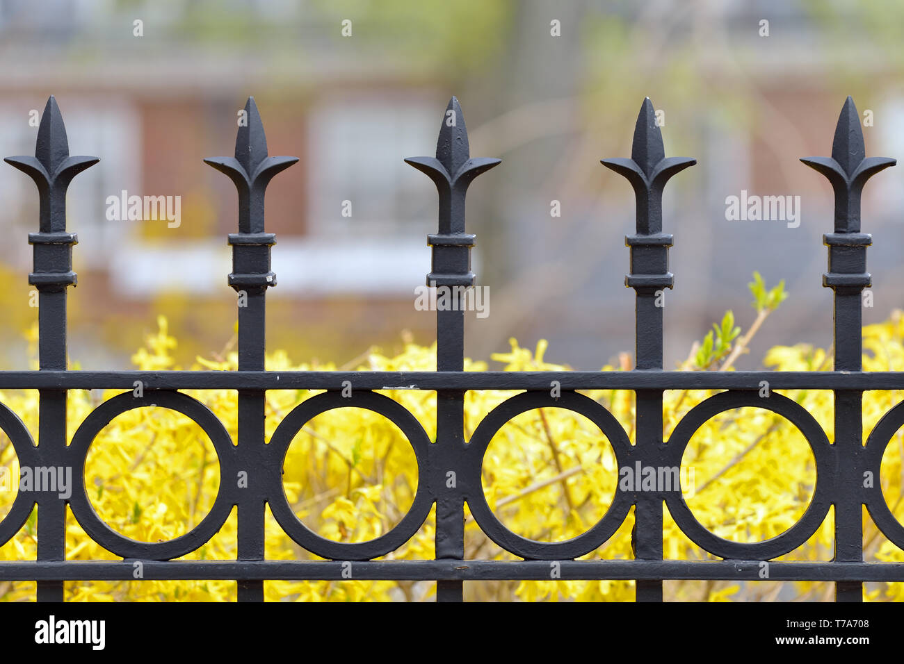 Eisen Zaun detail, Speeren und Ringe Muster, forsythia Blumen im Hintergrund Stockfoto