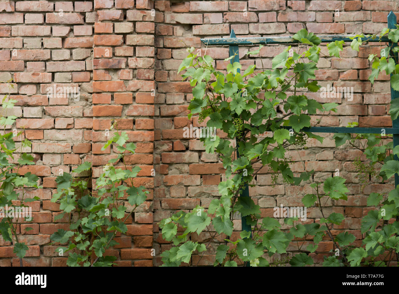 Weinpflanze mit grünen Blättern auf Red brick wall Hintergrund  Stockfotografie - Alamy