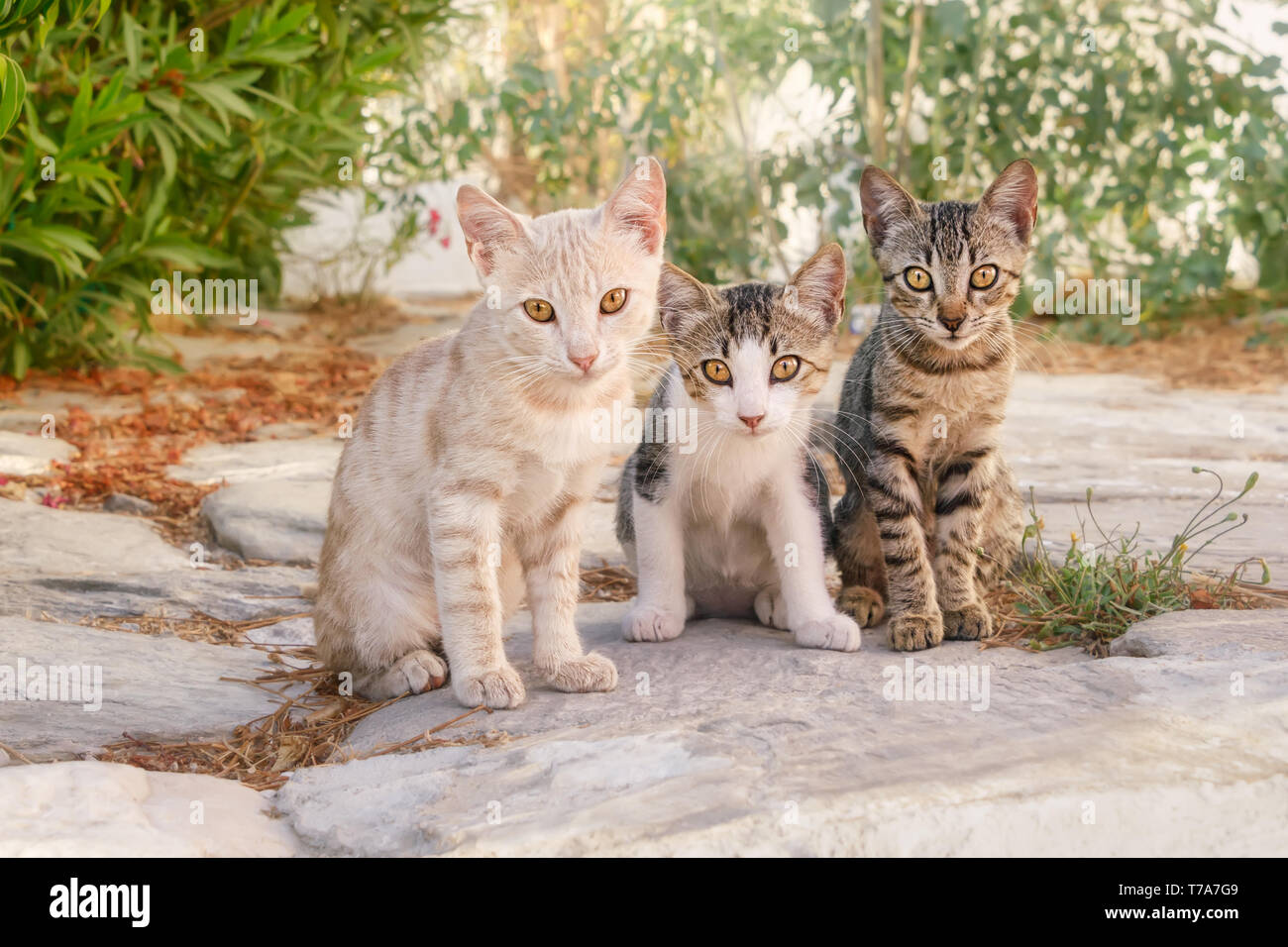Drei neugierige Baby Katze Kätzchen, verschiedenen Fellfarben Kurzhaar, sitzen nebeneinander in einem griechischen Dorf Gasse, Kykladen, Ägäis Insel, Griechenland Stockfoto