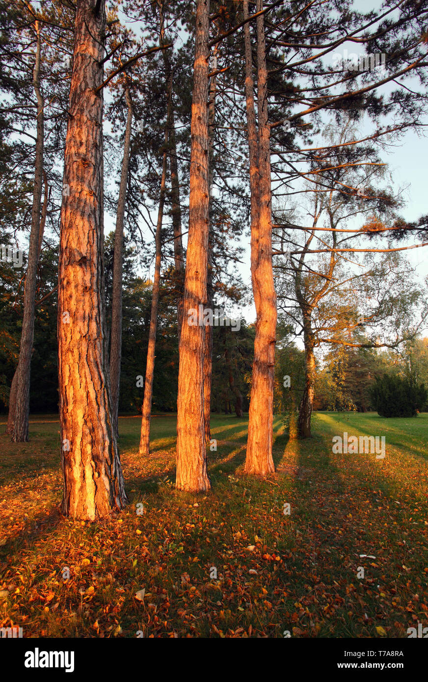 Ein Foto Sunrise in einem Pinienwald Stockfoto