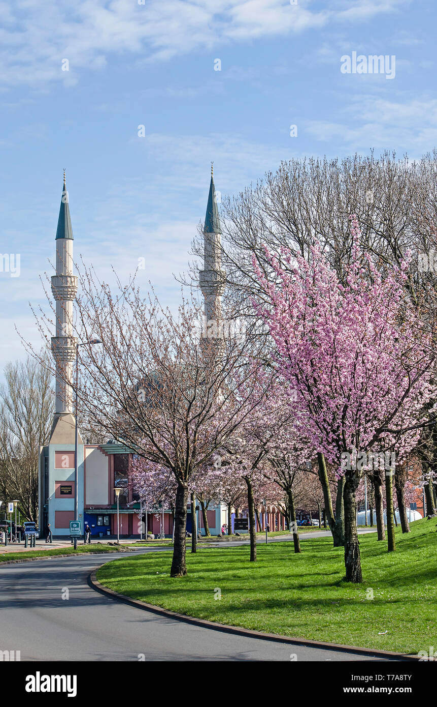 Rotterdam, Niederlande, 24. März 2019: rosa blühenden Prunus Bäume in der Nähe der Kröte das Bestehen der osmanischen Stil Mevlana Moschee an einem sonnigen Tag in spri Stockfoto