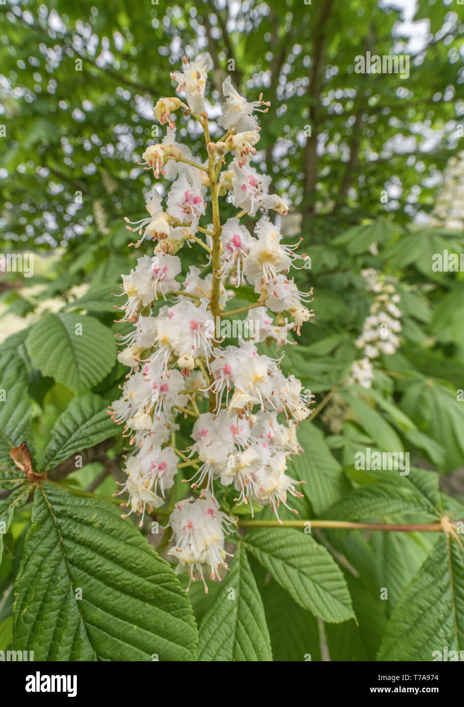 Makro-Nahaufnahme von Horse Chestnut / Aesculus hippocastanum Blumen im Mai. Einmal als Heilpflanze in pflanzlichen Heilmitteln verwendet. Stockfoto