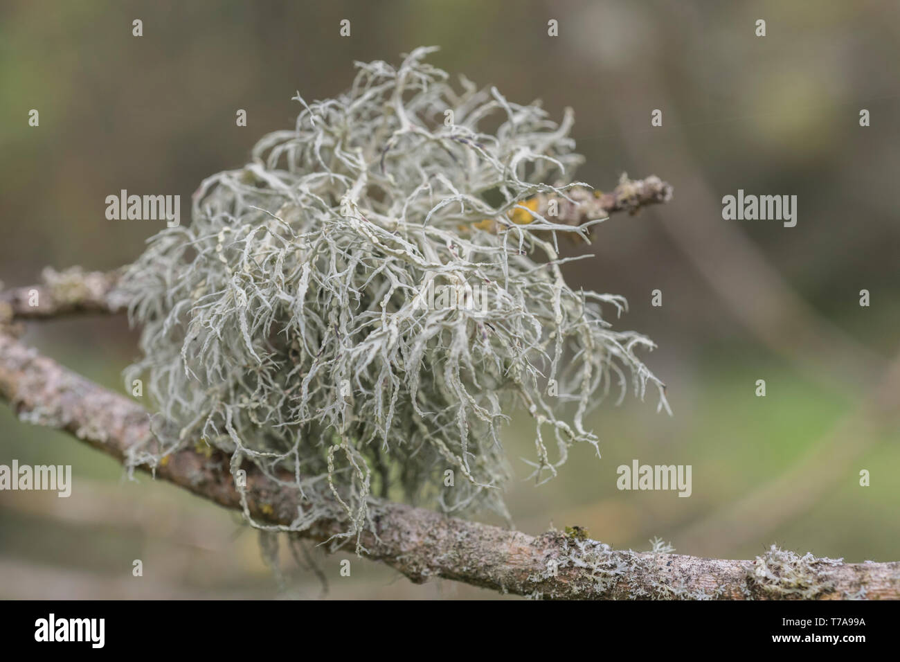 Hellgrüne Flechten-Thallus auf Baumzweigen. Anscheinend ein Zeichen für saubere Luft. Stockfoto