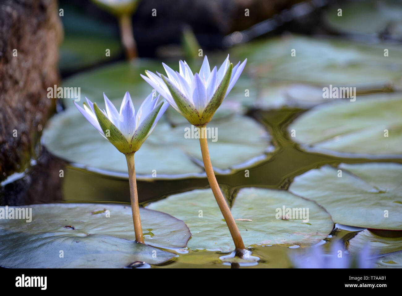 Falsche Lotus - Suiren Stockfoto