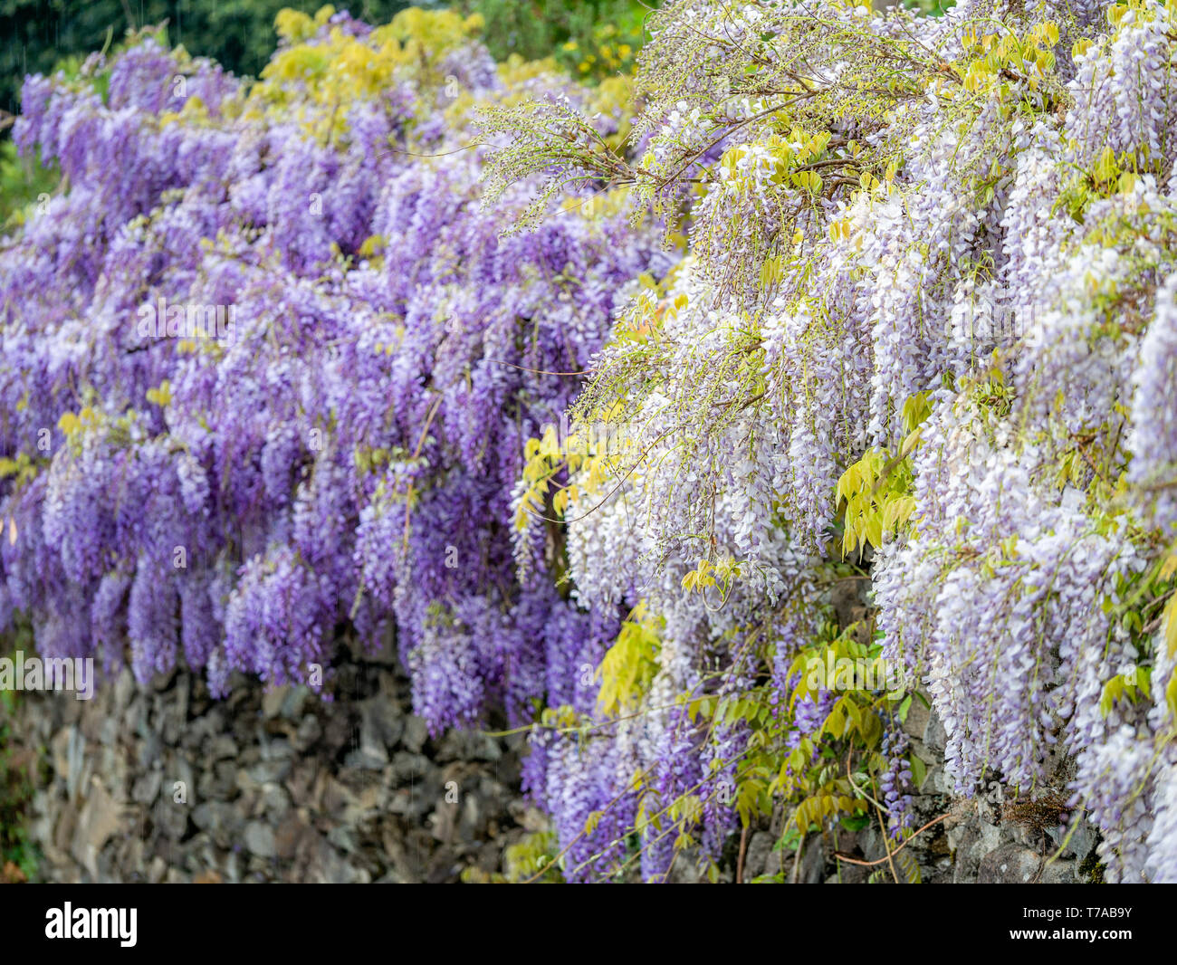 Glyzinie sinensis jako Stockfotos und bilder Kaufen Alamy