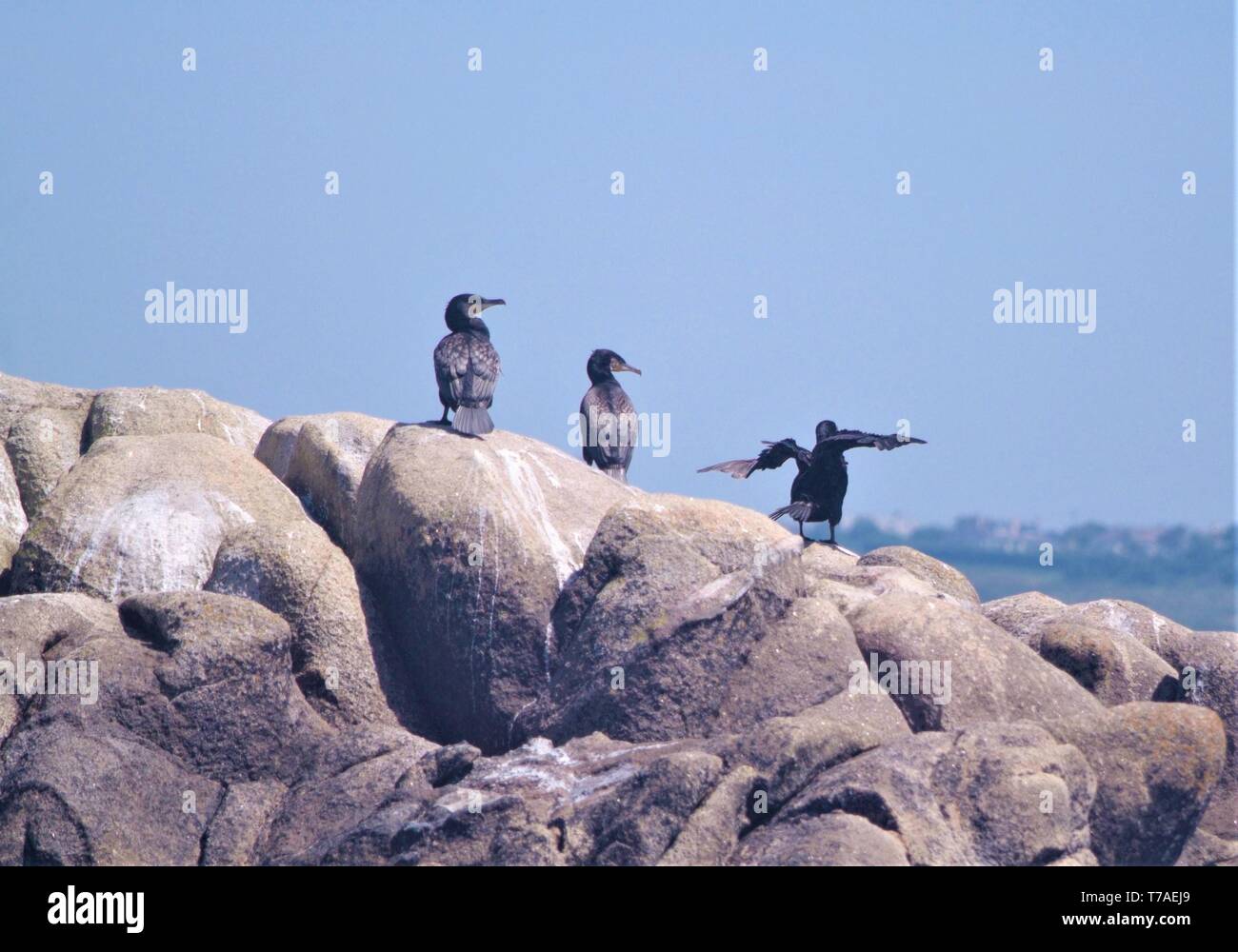 Drei Kormorane auf einer Klippe; eine Flucht, während die beiden anderen beobachten. In der Nähe von den Scilly-inseln. Stockfoto