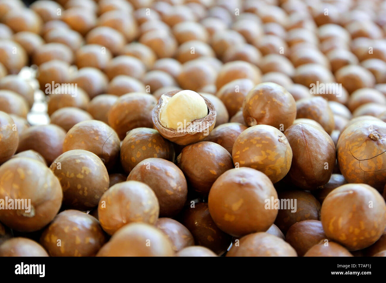 Antioxidative Früchte, Haufen von Macadamia-nüssen Hintergrund Stockfoto