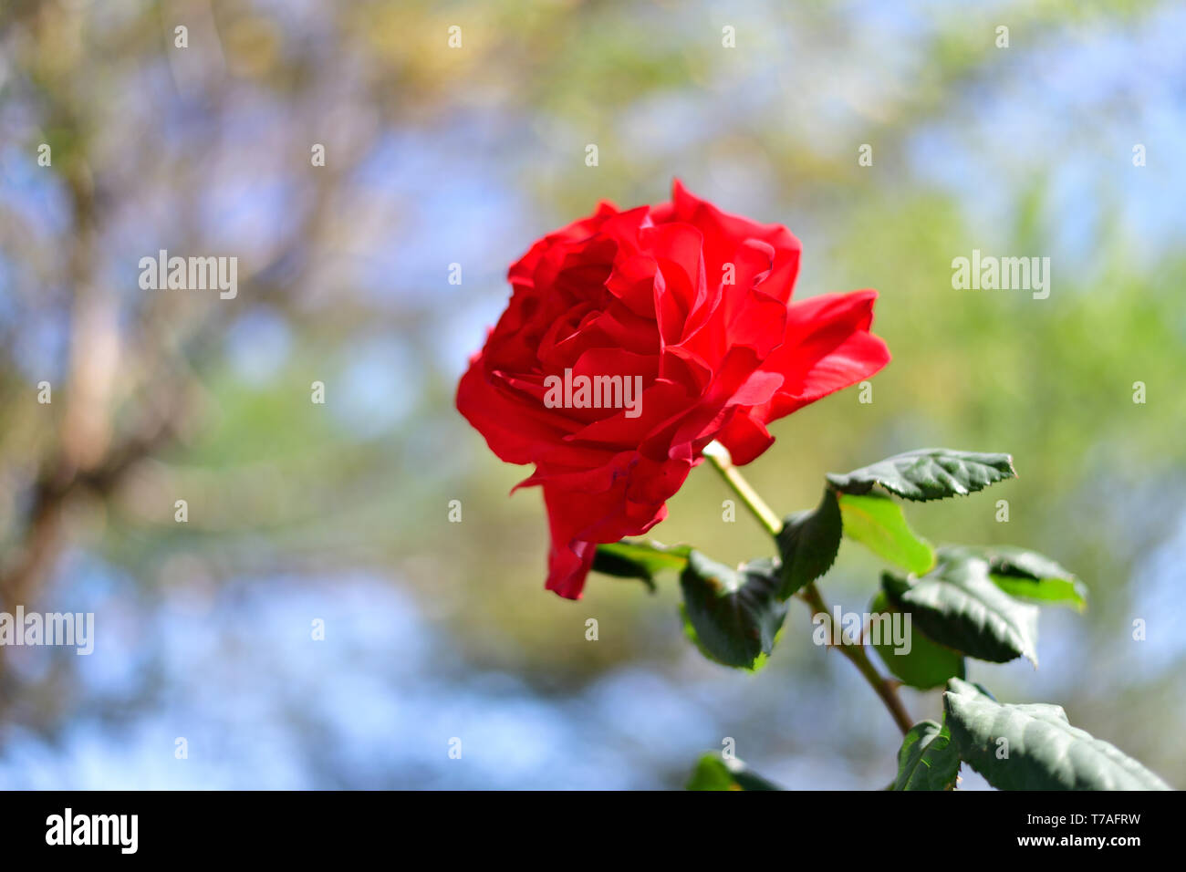 Farbenfrohe Frühling Rosen Stockfoto