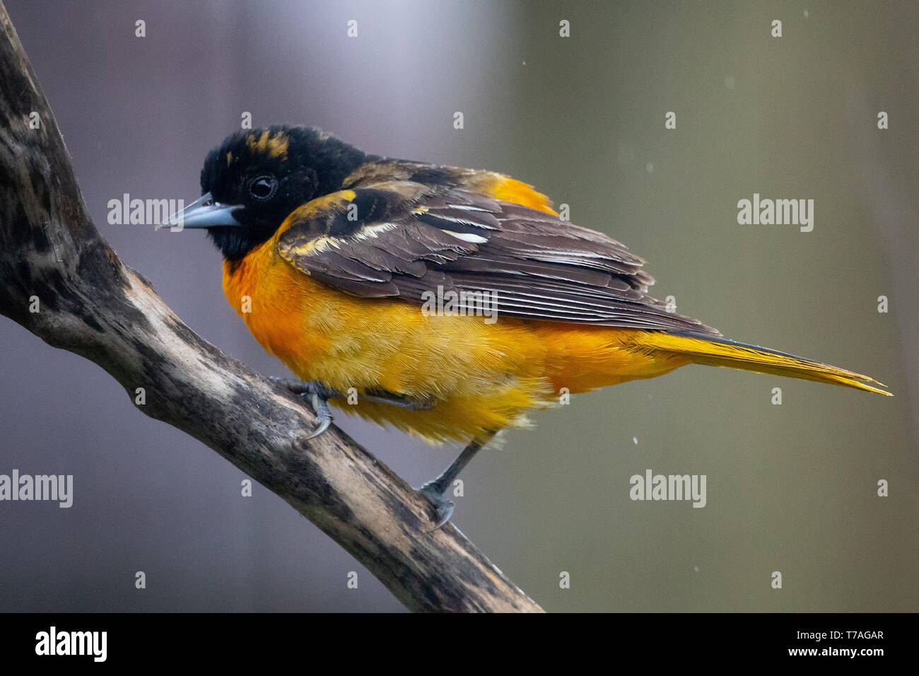 Mai 1, 2019 Windsor Ontario Kanada Ornithologie Vögel Baltimore Oriole Barsch natürlichen Hintergrund Bokeh Bunte Vögel Stockfoto