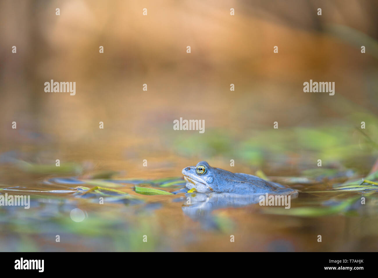 Tierwelt Foto der Moorfrosch Rana arvalis Stockfoto