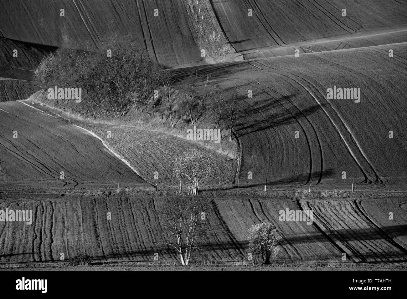 Morgen Blick auf Šardice Waldungen in der hügeligen Landschaft des Mährischen Toskana, in den Bereichen der Felder und Weinberge, Tschechische Republik Stockfoto