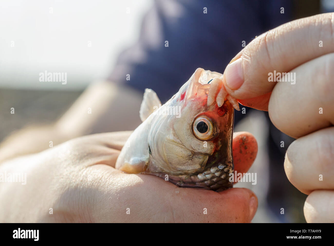 Kapuze anhakenDating-Website besser als viele Fische