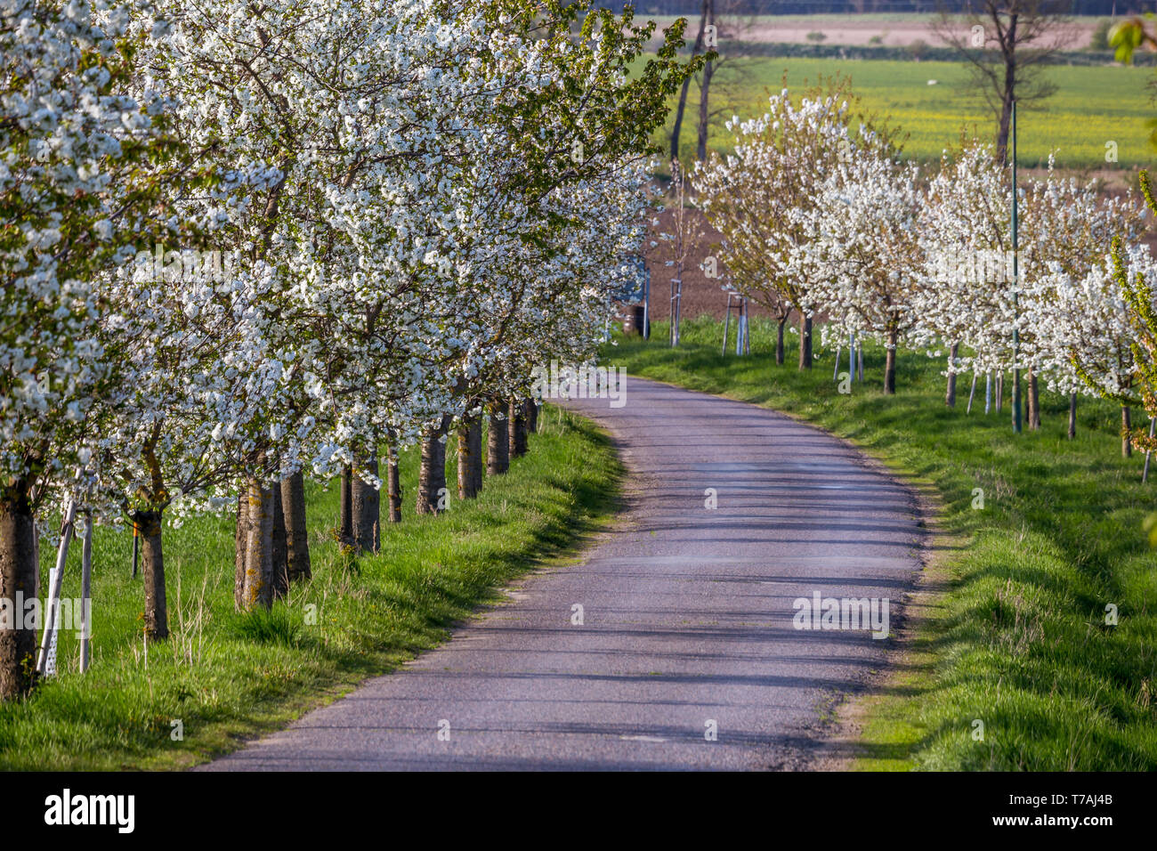 Weiß blühenden Obstbäumen um eine asphaltierte Straße mit einer leichten Drehung nach links, Mähren, Tschechien Stockfoto