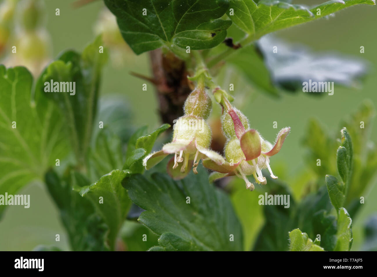 Stachelbeere mit wissenschaftlichen Namen Ribes uva-Crispa (und Syn. Ribes Grossularia), ist eine Pflanzenart aus der Gattung Ribes (das beinhaltet auch die johannisbeeren). Stockfoto