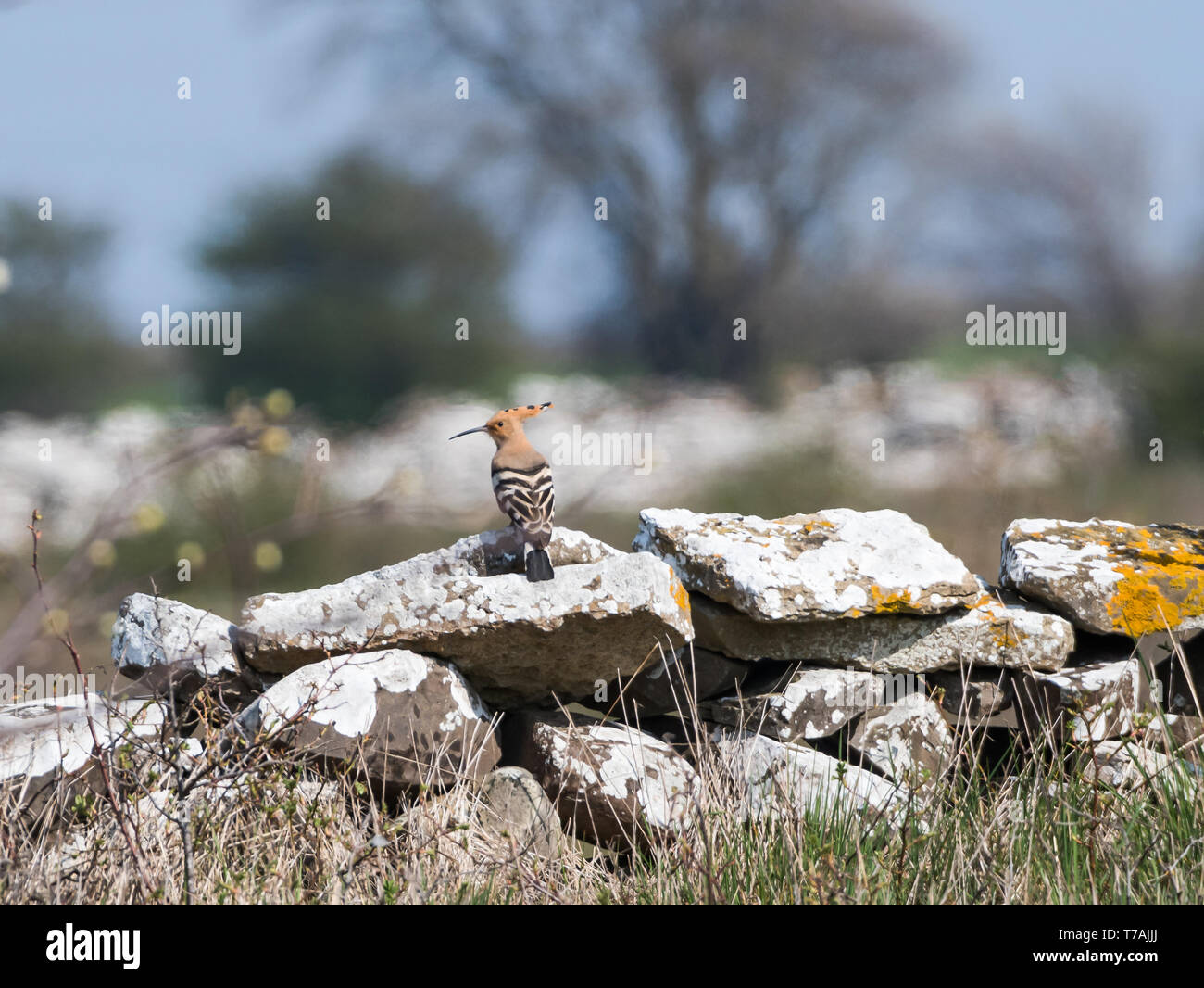 Eurasischen Wiedehopf seltene Vogel sitzt auf einer Steinmauer auf der schwedischen Insel Oland Stockfoto