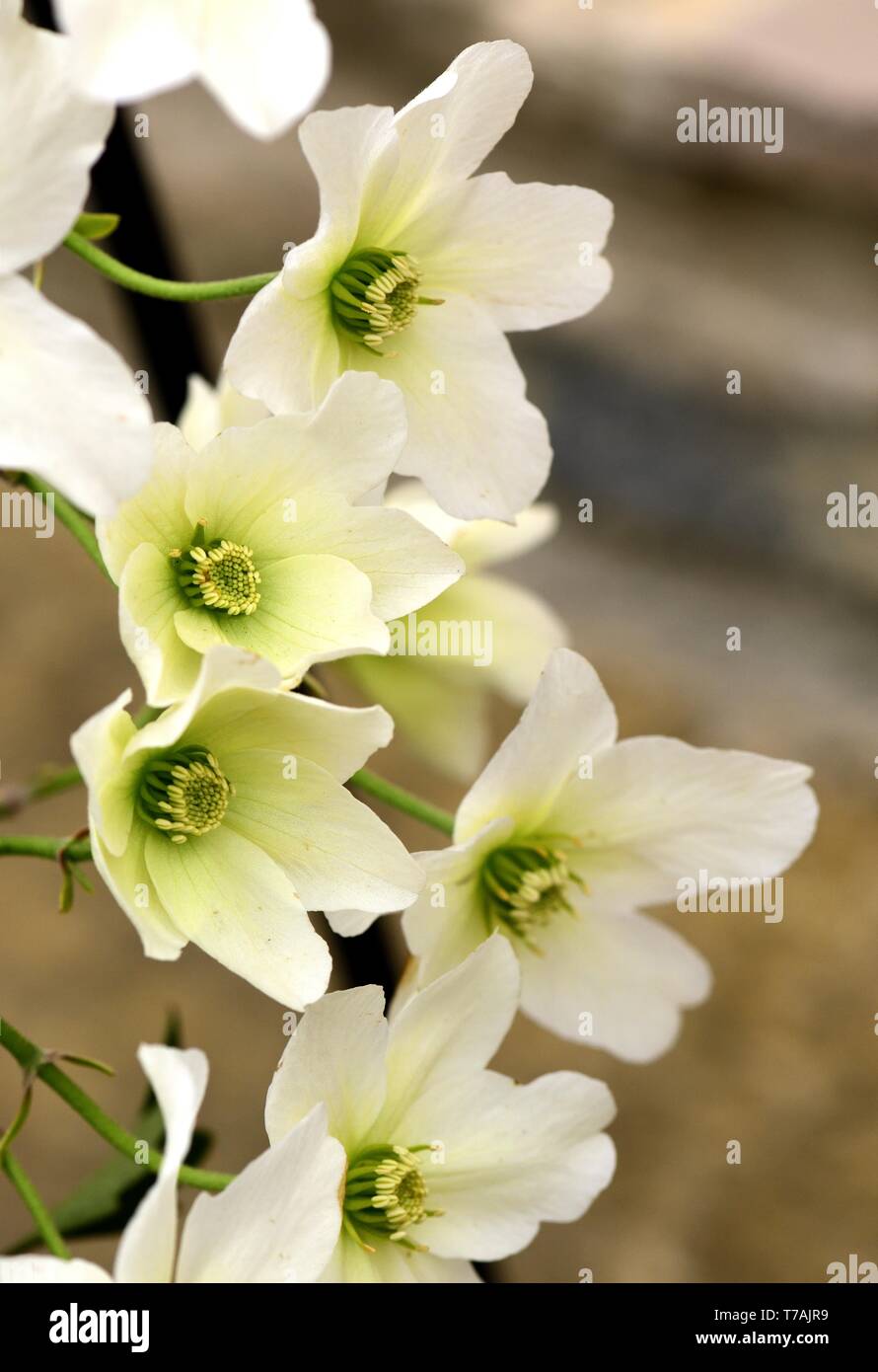 Nahaufnahme von weißen Blüten der Clematis Lawine Stockfoto