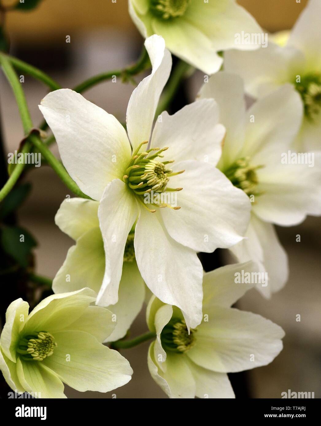 Nahaufnahme von weißen Blüten der Clematis Lawine Stockfoto