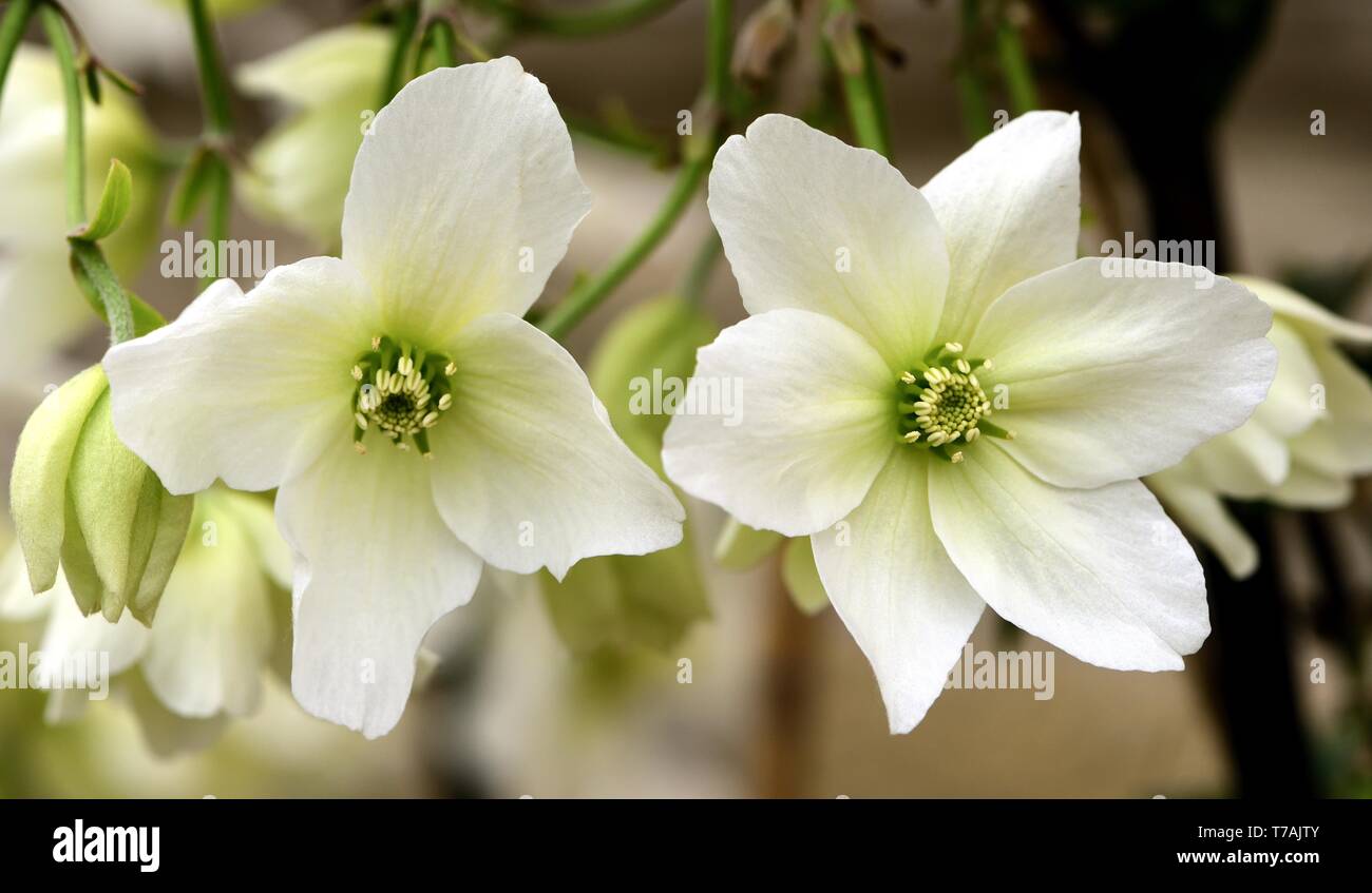 Nahaufnahme von weißen Blüten der Clematis Lawine Stockfoto
