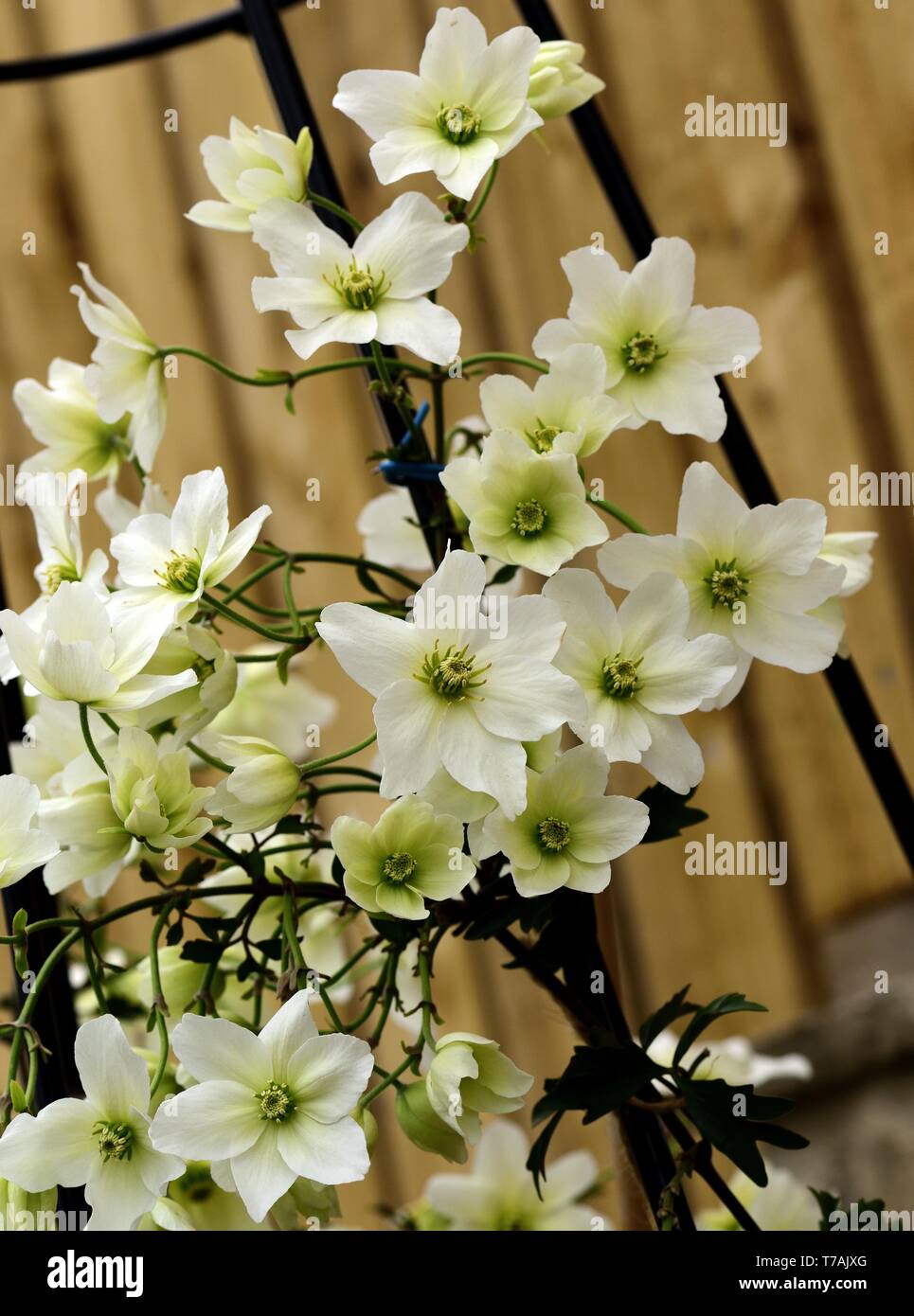 Nahaufnahme von weißen Blüten der Clematis Lawine Stockfoto