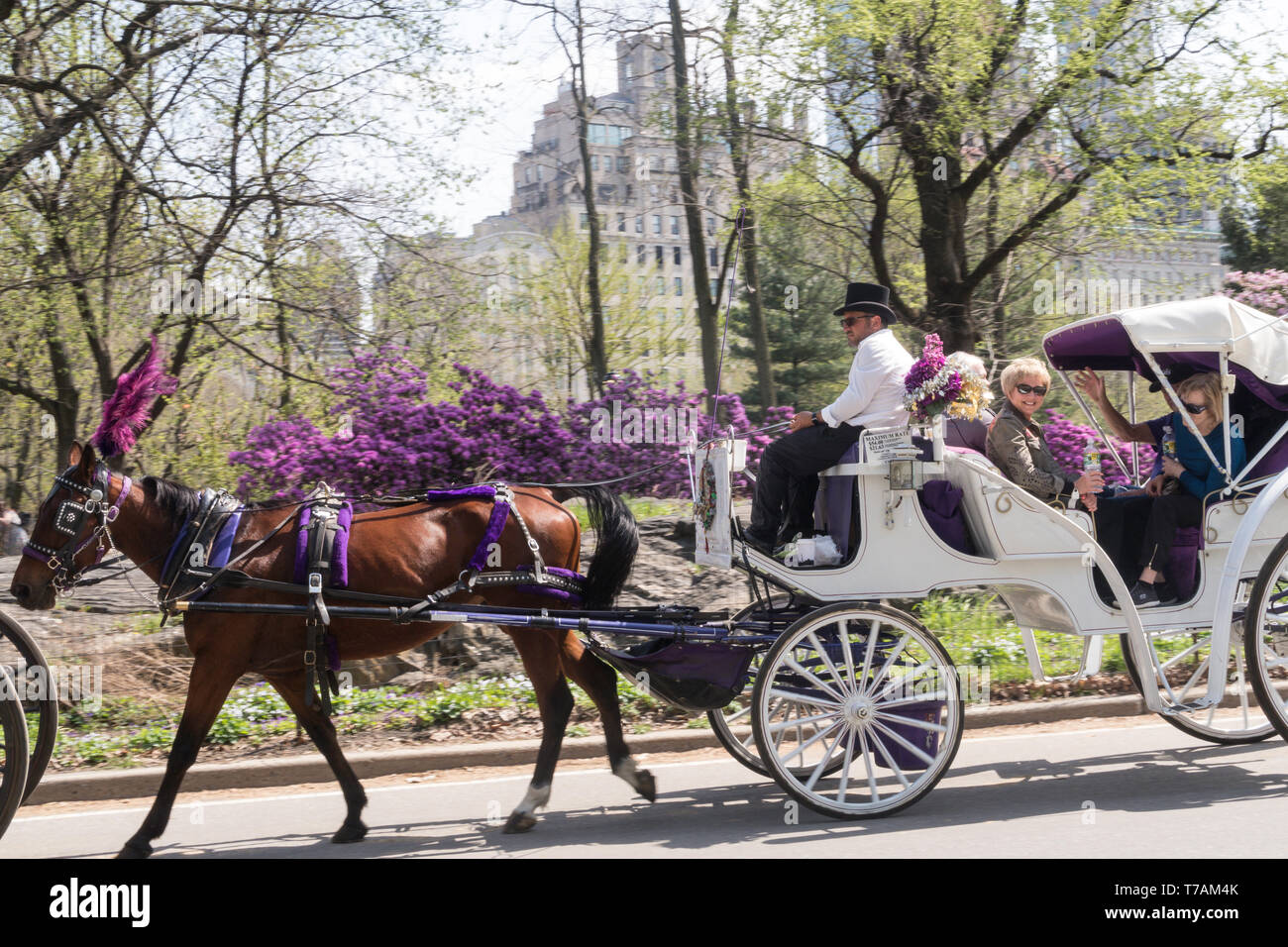 Touristen genießen Reiten und Kutschfahrten im Frühling im Central Park, New York City, USA Stockfoto