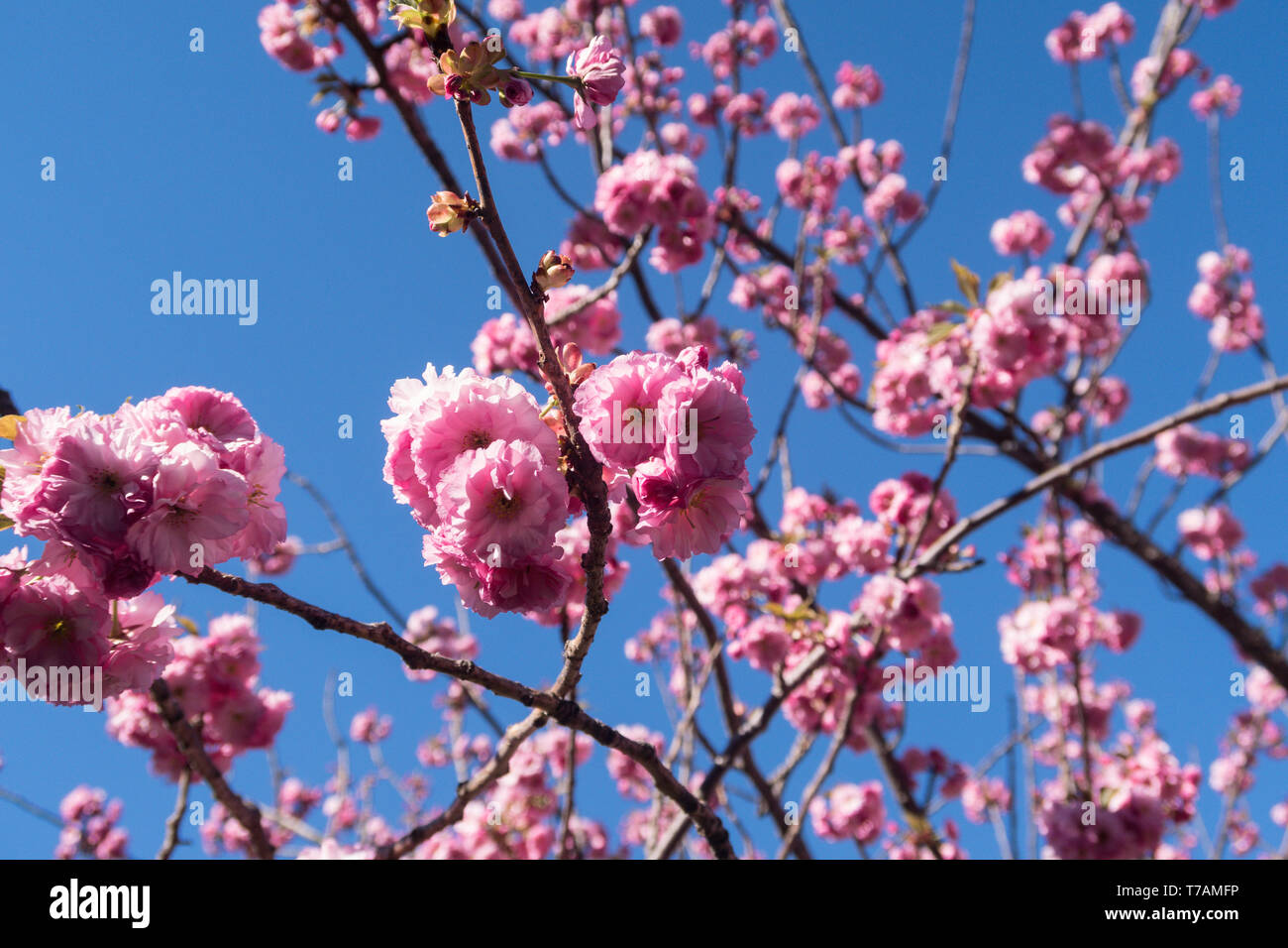 Kwanzan Kirschblüten, NYC Stockfoto
