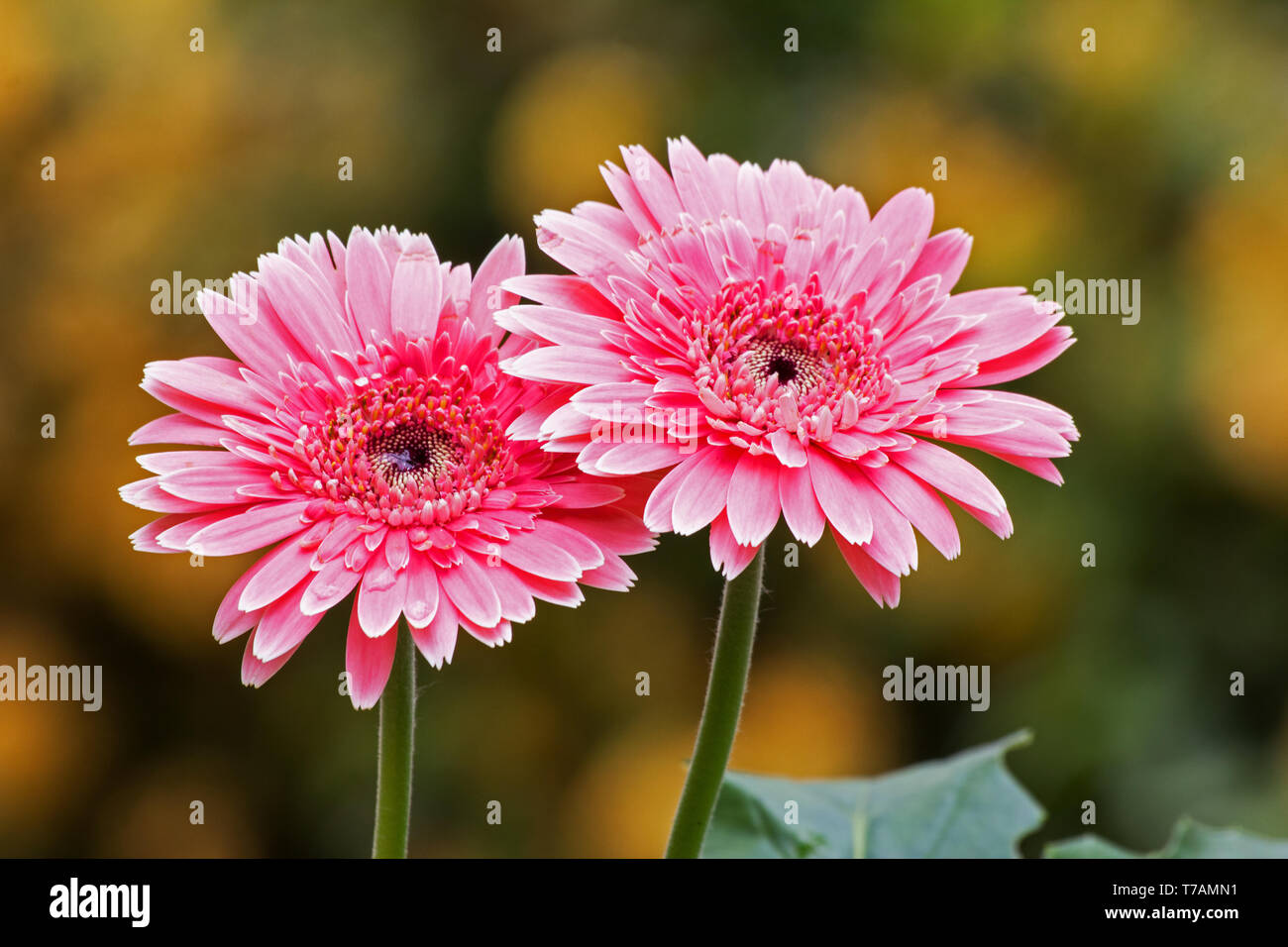 Rosa Gerbera Blumen Stockfoto
