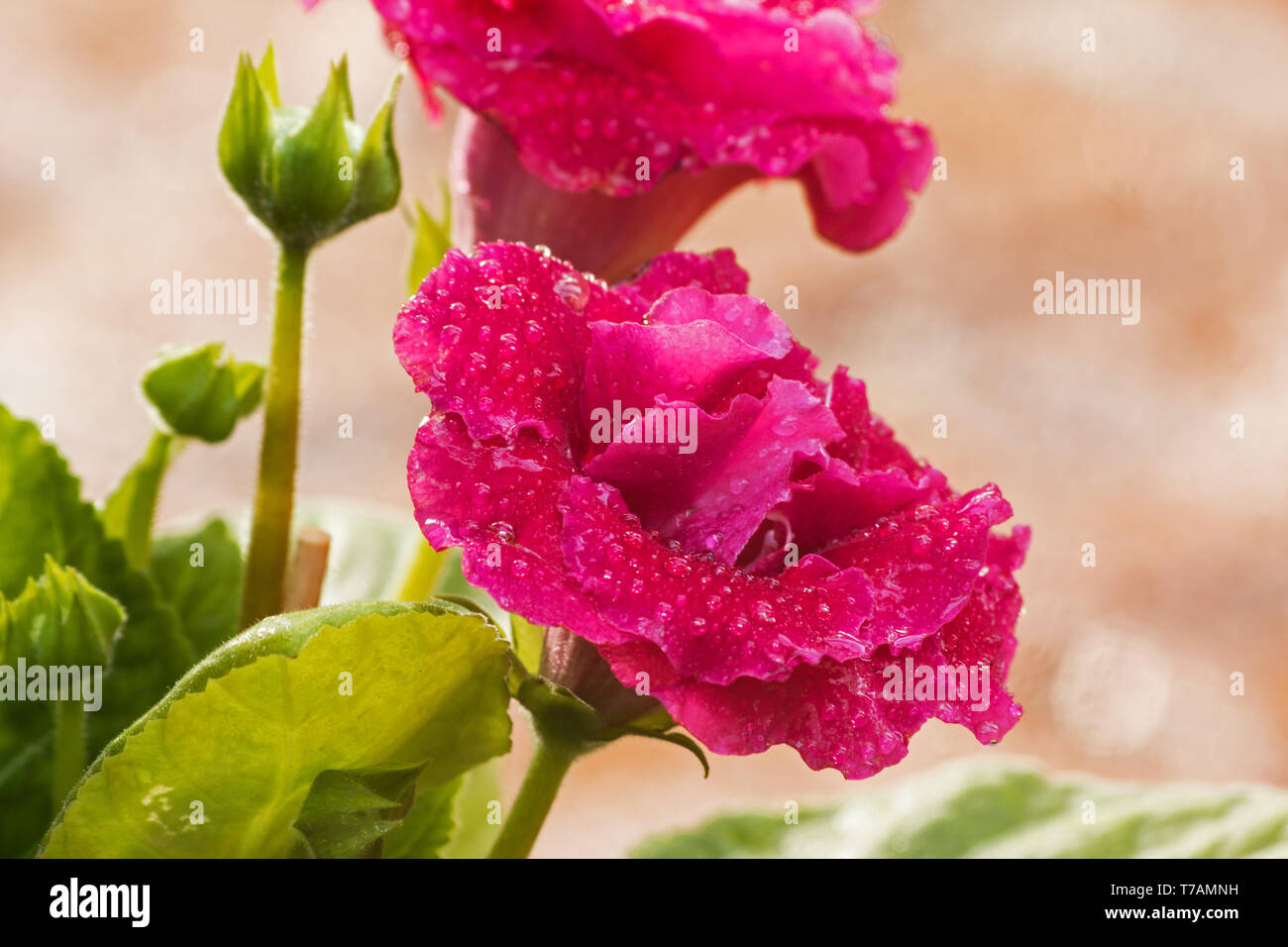 Die gloxinia Anlage in einem Korb auf einem Stuhl Stockfoto