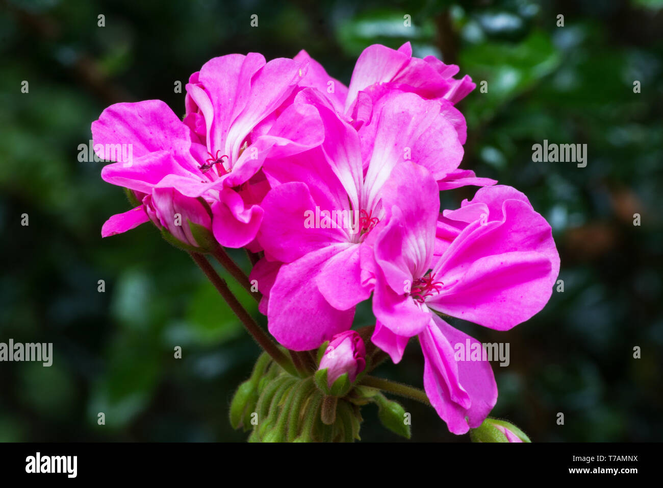 Rosa Geranien auf einem natürlichen Hintergrund Stockfoto