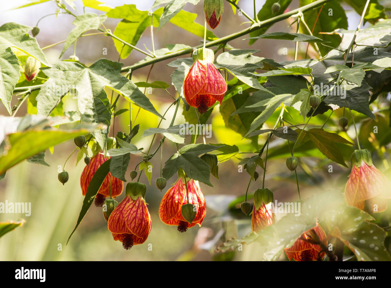 Red Vein indische Malve (Abutilon Pictun) auf natürlichen Hintergrund Stockfoto