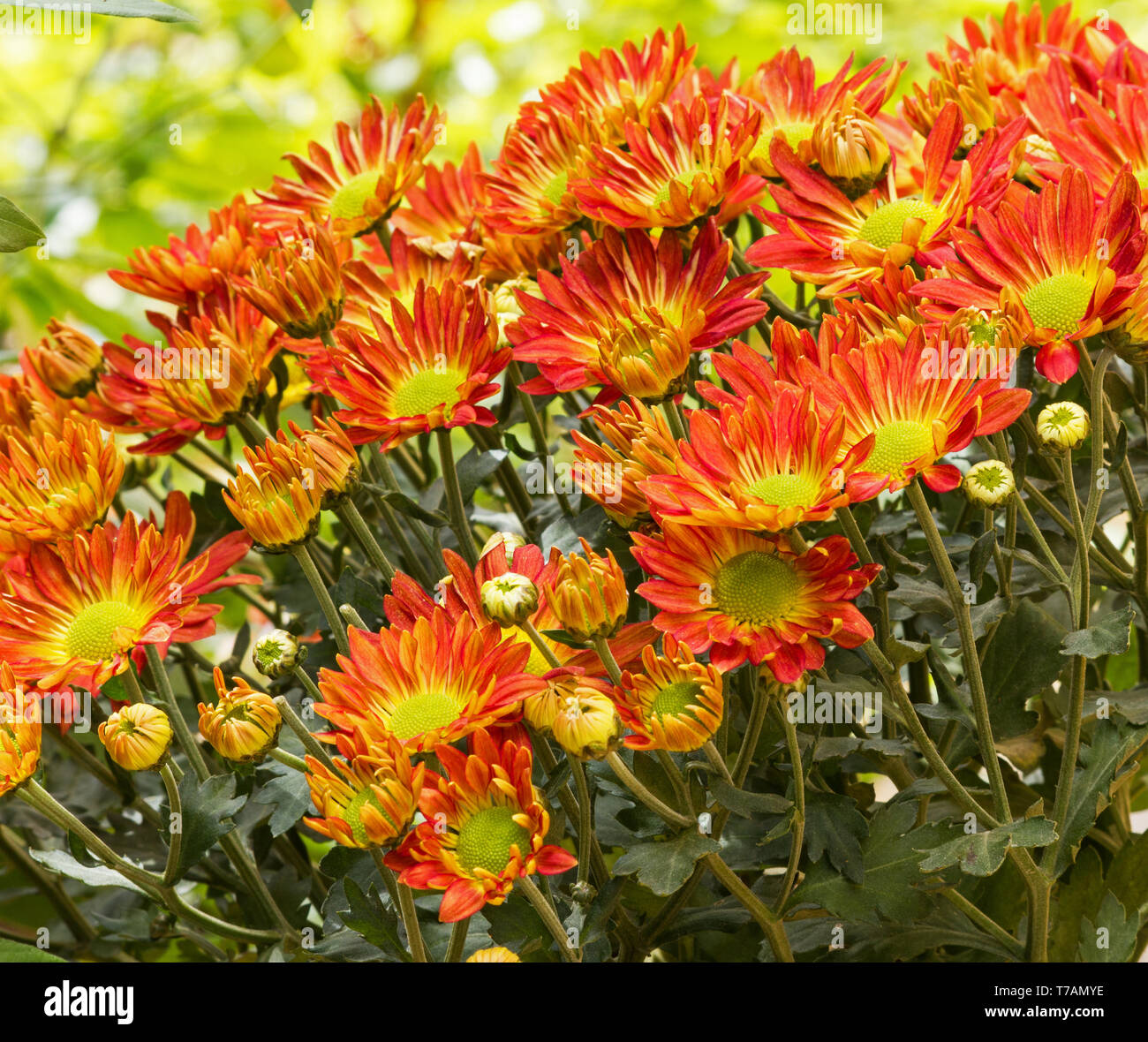 Chrysanthemen auf natürlichen Hintergrund Stockfoto