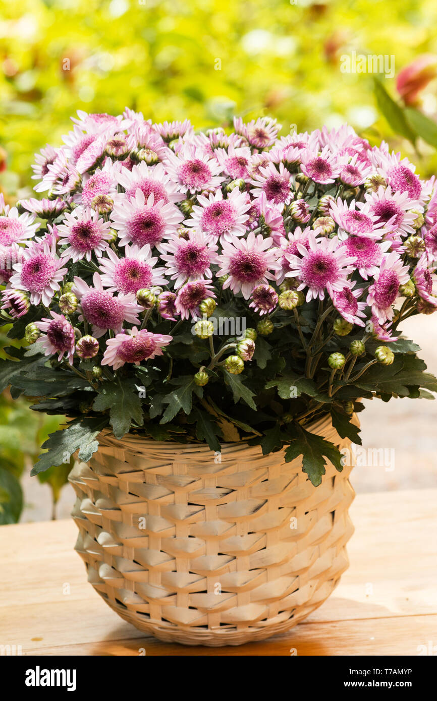 Rosa Chrysanthemen in einem Korb auf den natürlichen Hintergrund Stockfoto