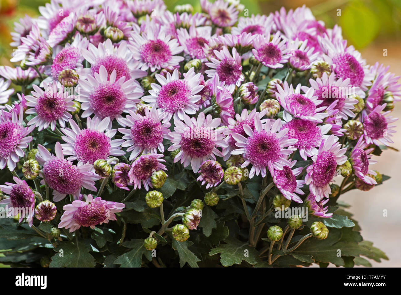 Rosa Chrysanthemen auf natürlichen Hintergrund Stockfoto