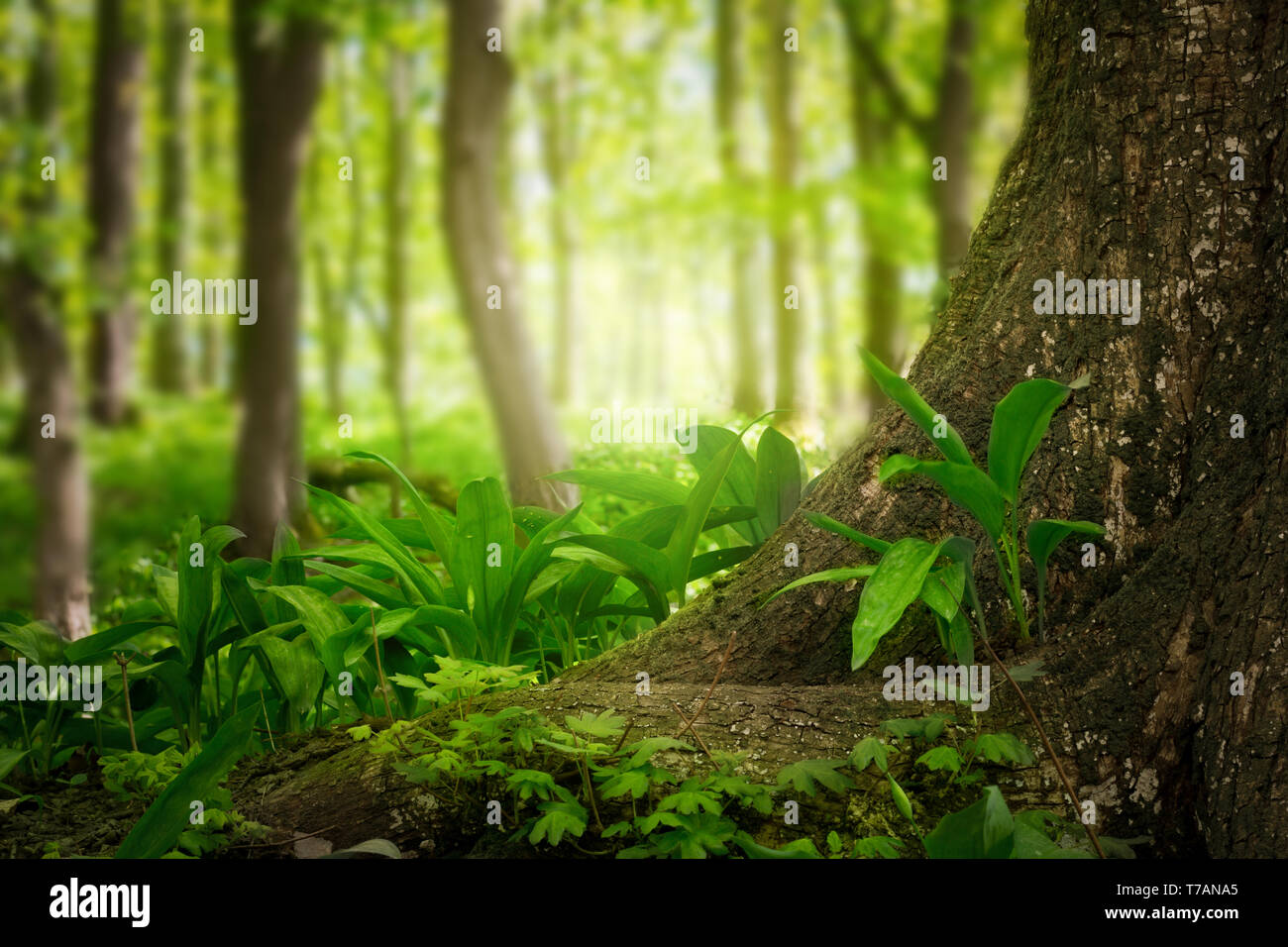 Magic grünen Wald Stockfoto
