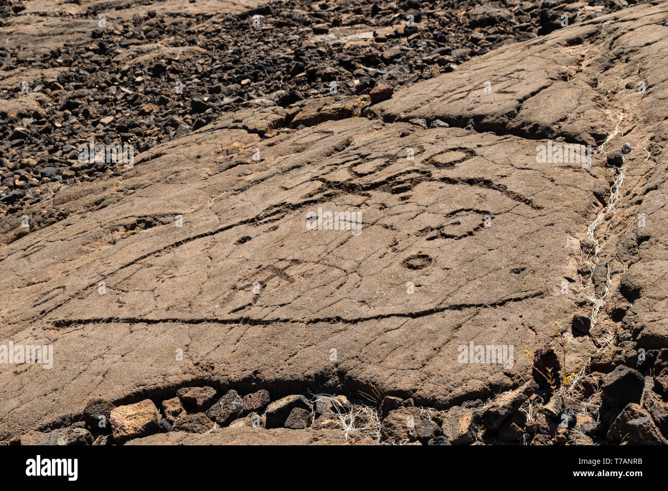 Felszeichnungen in Waikoloa Feld, auf der King's Trail ('Mamalahoa'), in der Nähe von Kona auf der grossen Insel von Hawaii. In vulkanischem Gestein, das früheste von Th geschnitzt Stockfoto