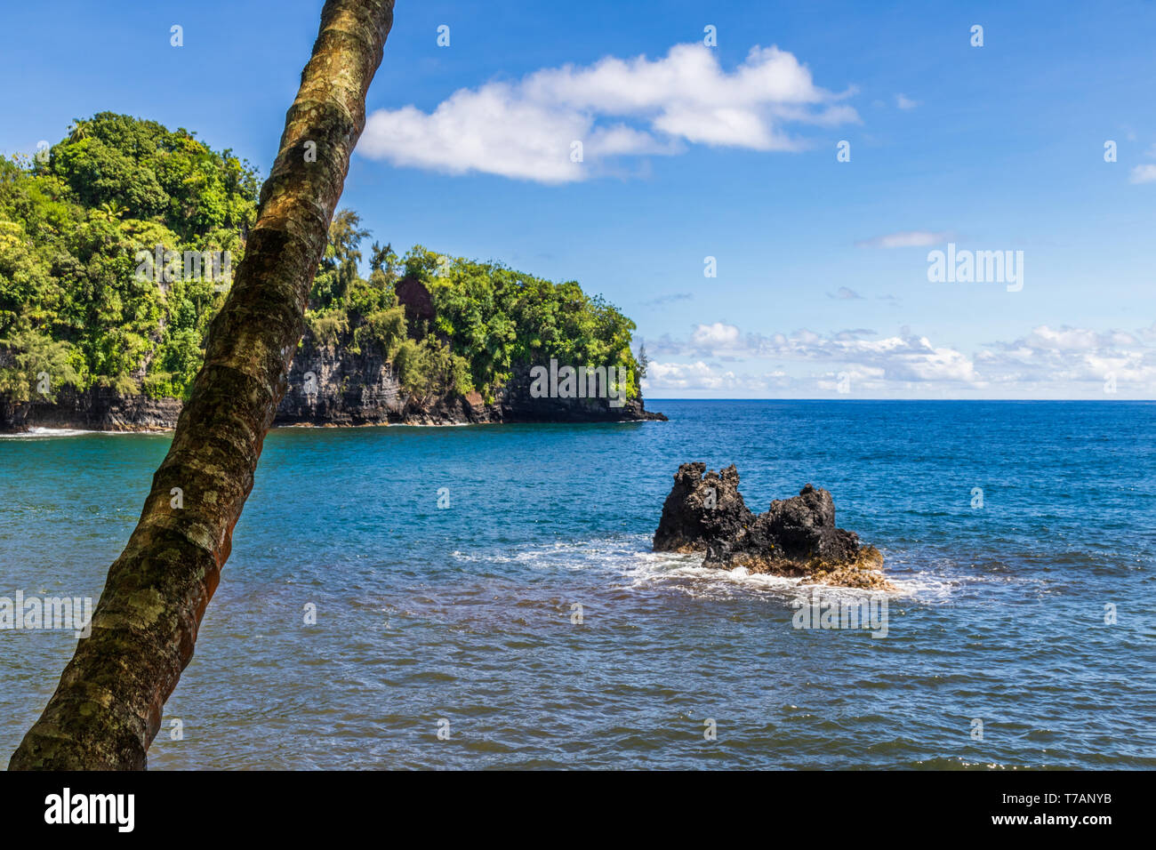 Bucht nördlich von Hilo auf Hawaii Big Island. Palme im Vordergrund; Rock sichtbar über dem blauen Meer. Grüne Küste, blauer Himmel und Wolken sichtbar in der d Stockfoto