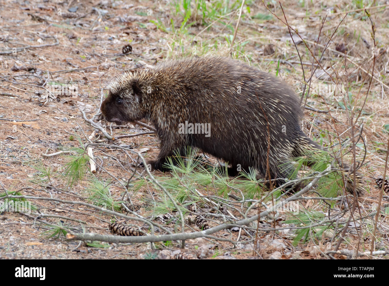 Eine North American Porcupine, Erethizon dorsatum, durch den Adirondack Mountains wandern, NY USA Wüste. Stockfoto