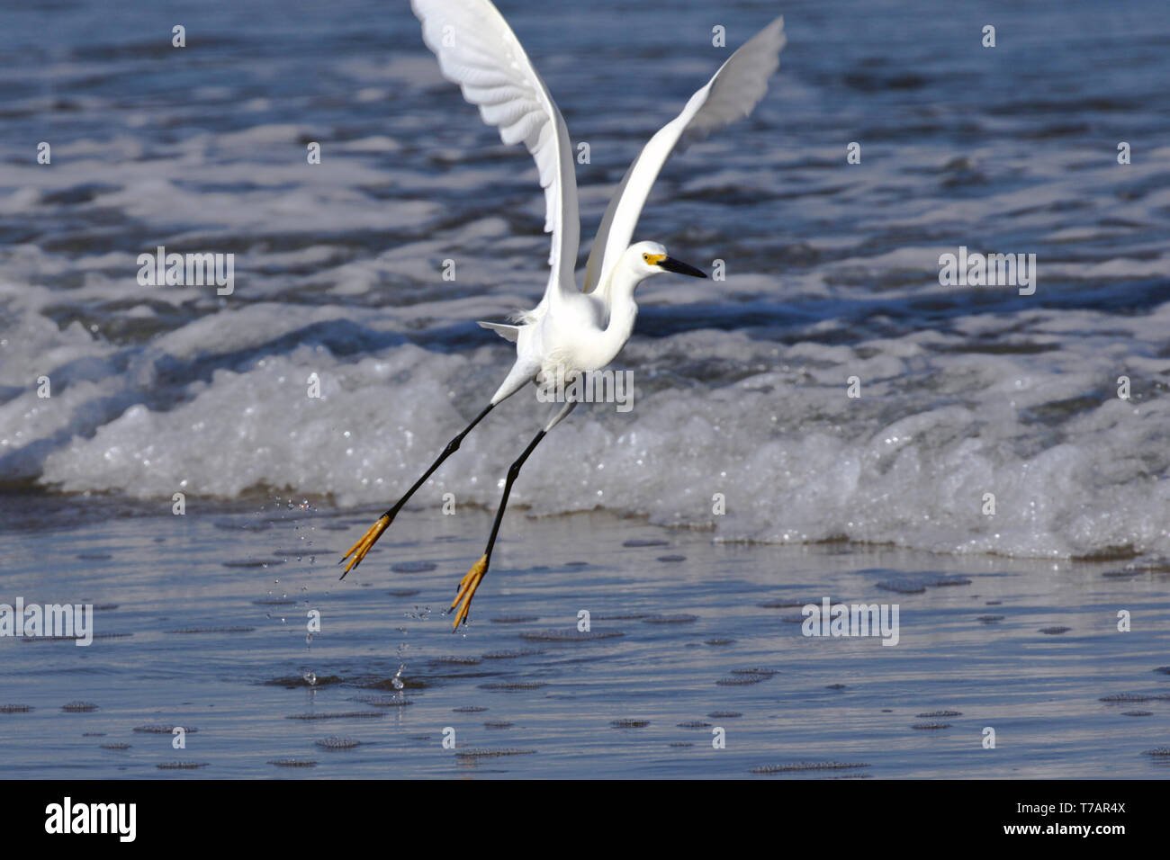 Snowy Egret Jagd für eine Mahlzeit bei Ebbe an der Pazifikküste von Costa Rica Stockfoto